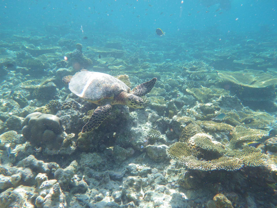 Hausriff Meeru Maldives Resort Island