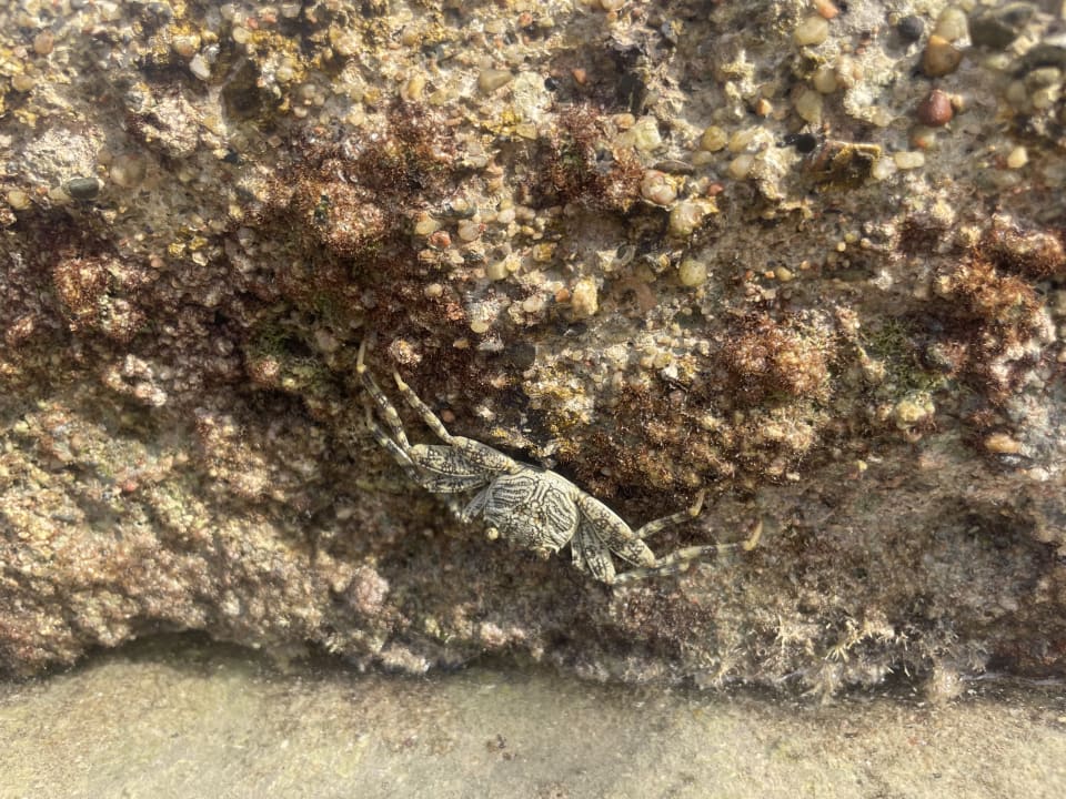 Strand Pickalbatros Palace Hotel-Port Ghalib