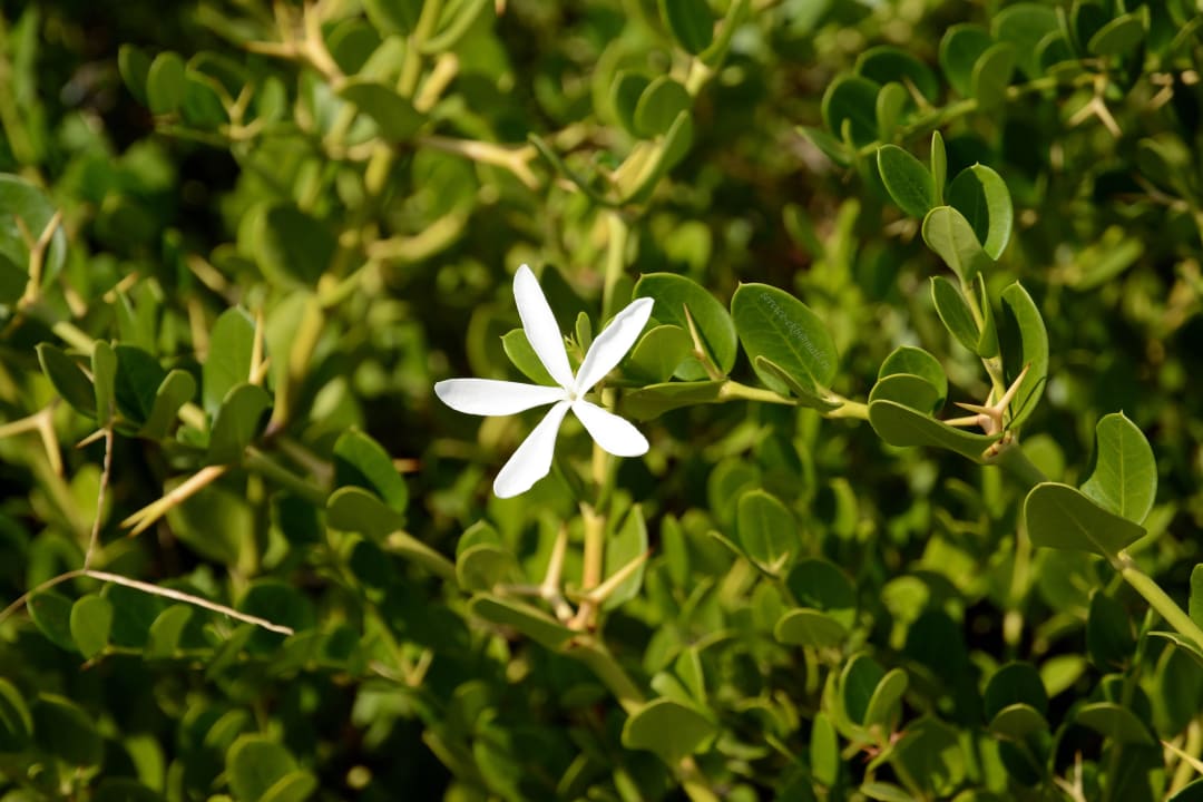 Titanic Deluxe Belek Titanic Deluxe Golf Belek