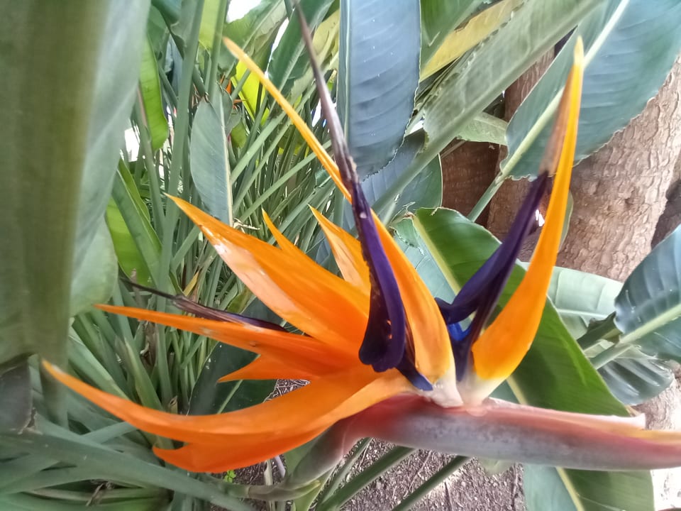 Gartenanlage Zafiro Bahia