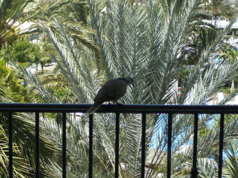 Total zahmer Besucher tagsüber Hotel Riu Palace Maspalomas Adults Only