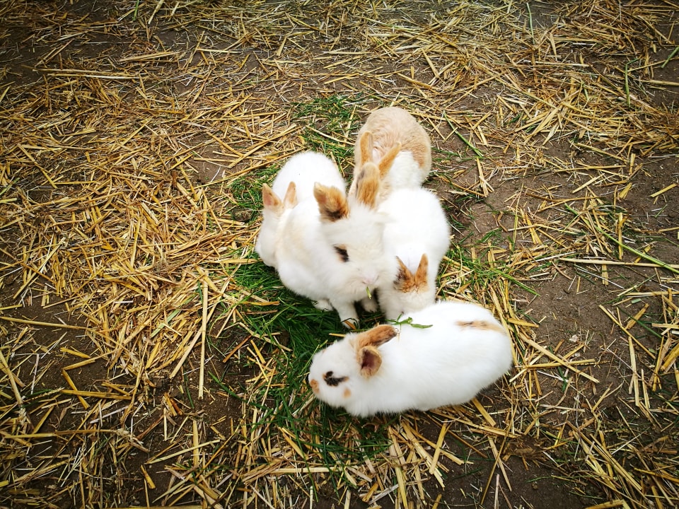 Sport & Freizeit Ferienbauernhof Liesenberg mit Meerblick