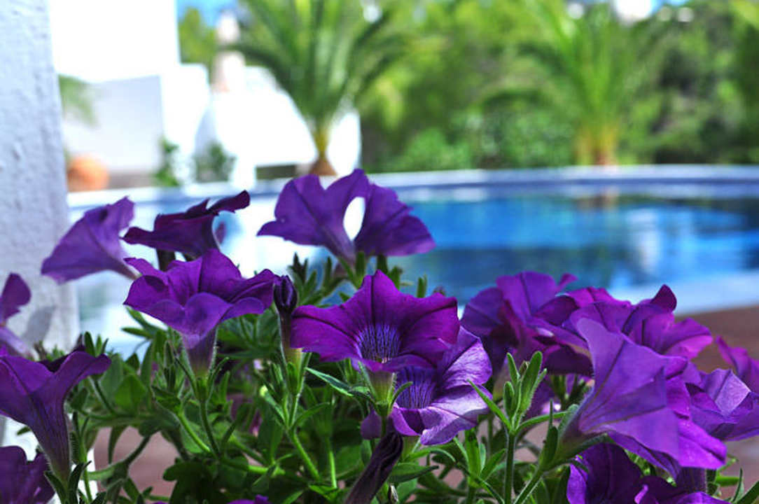 Flowers at the pool Hotel Village Ibiza