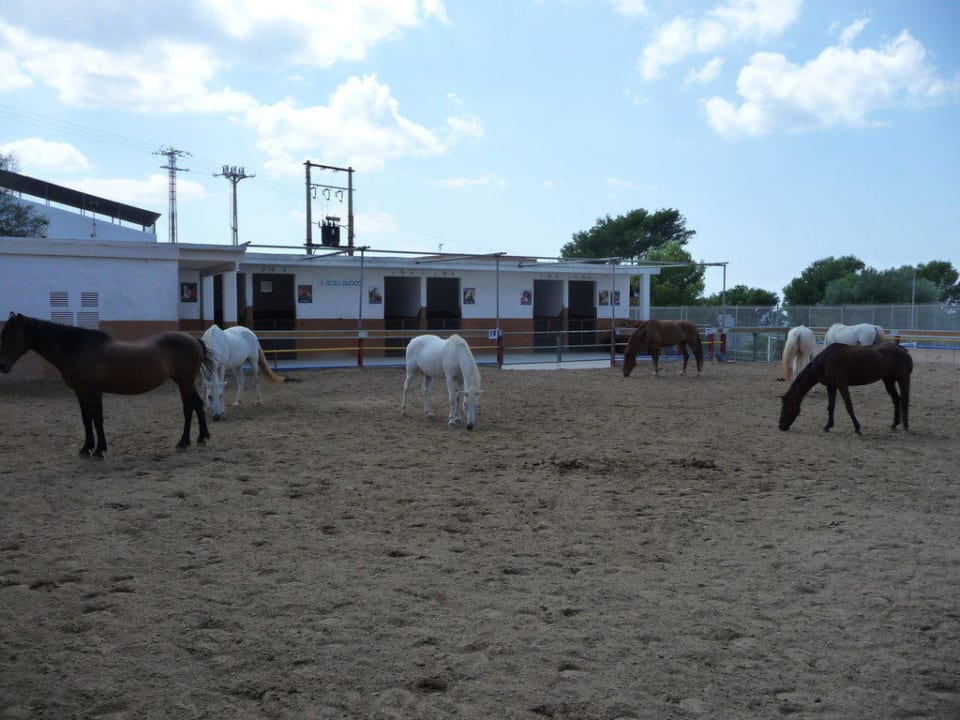 Ranch mit 10 Pferden Sun Club Eldorado