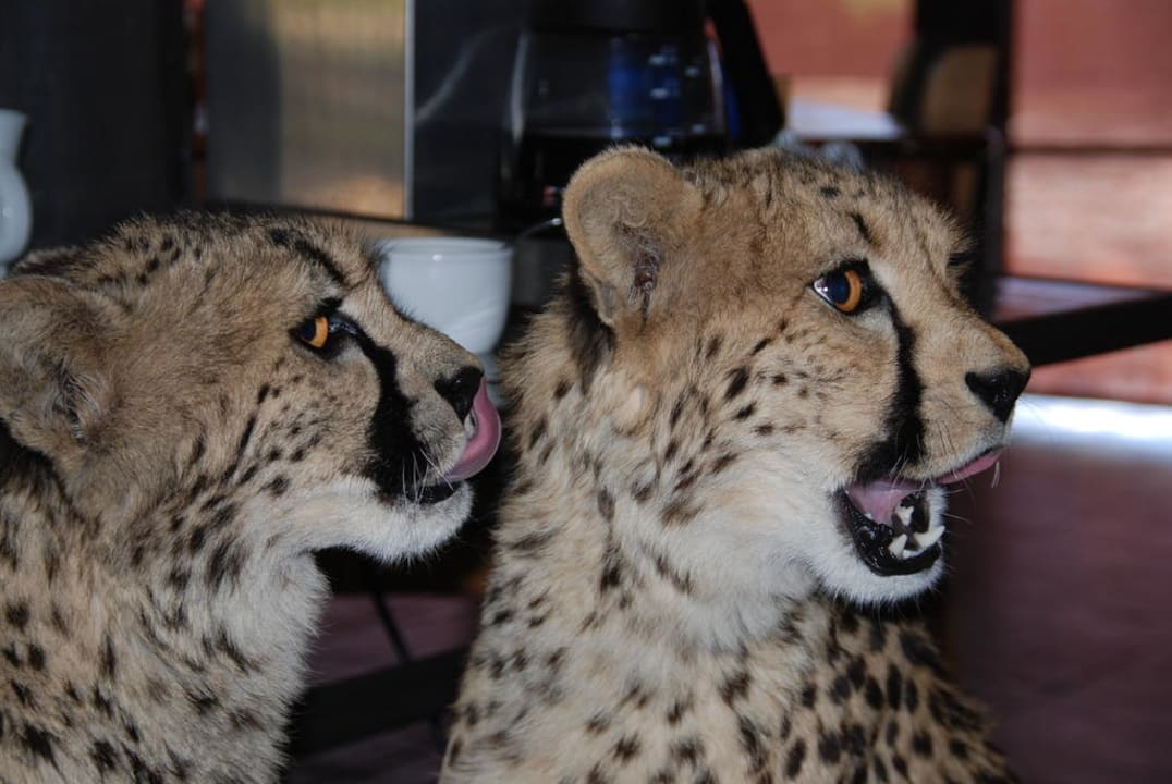 Savanna und Thula  Hotel Burgsdorf Gästefarm & Safari Farm