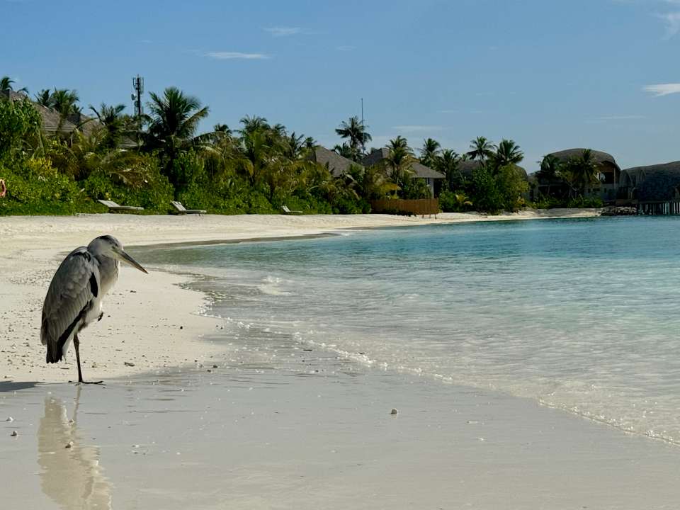 Strand ananea Madivaru Maldives