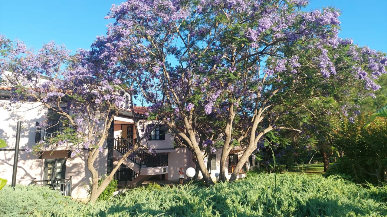 Gartenanlage Sunrise Resort Hotel