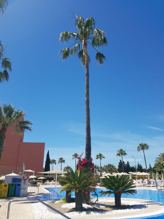 Pool Hipotels Cala Millor Park
