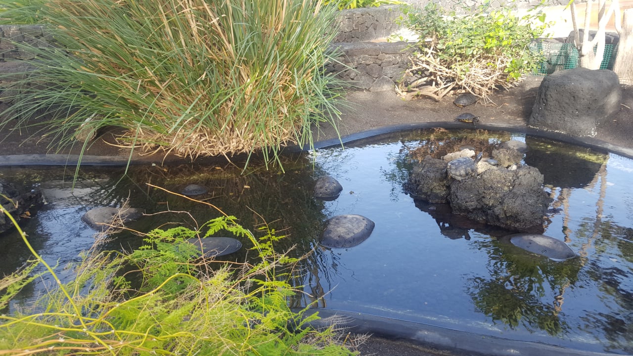 Hier sonnen sich Schildkröten Barcarola Club