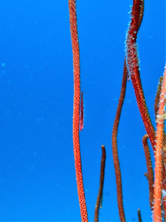 Sport & Freizeit NH Collection Maldives Reethi Resort