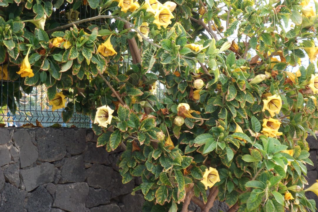 Schöner Strauch am Pool Hotel THB Tropical Island