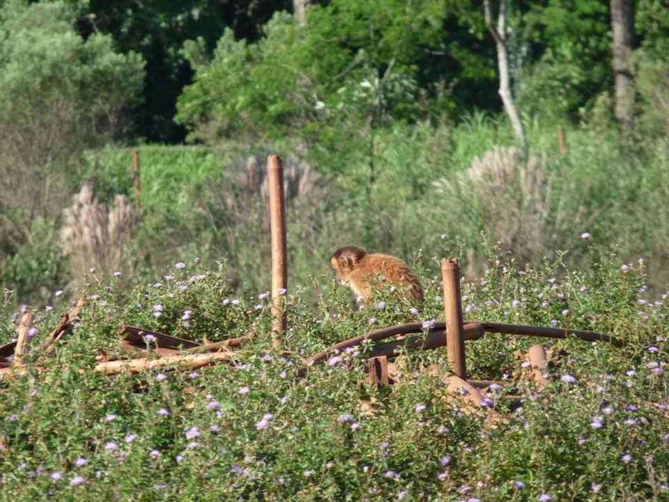 Affeninsel Carimâ Hotel & Convention
