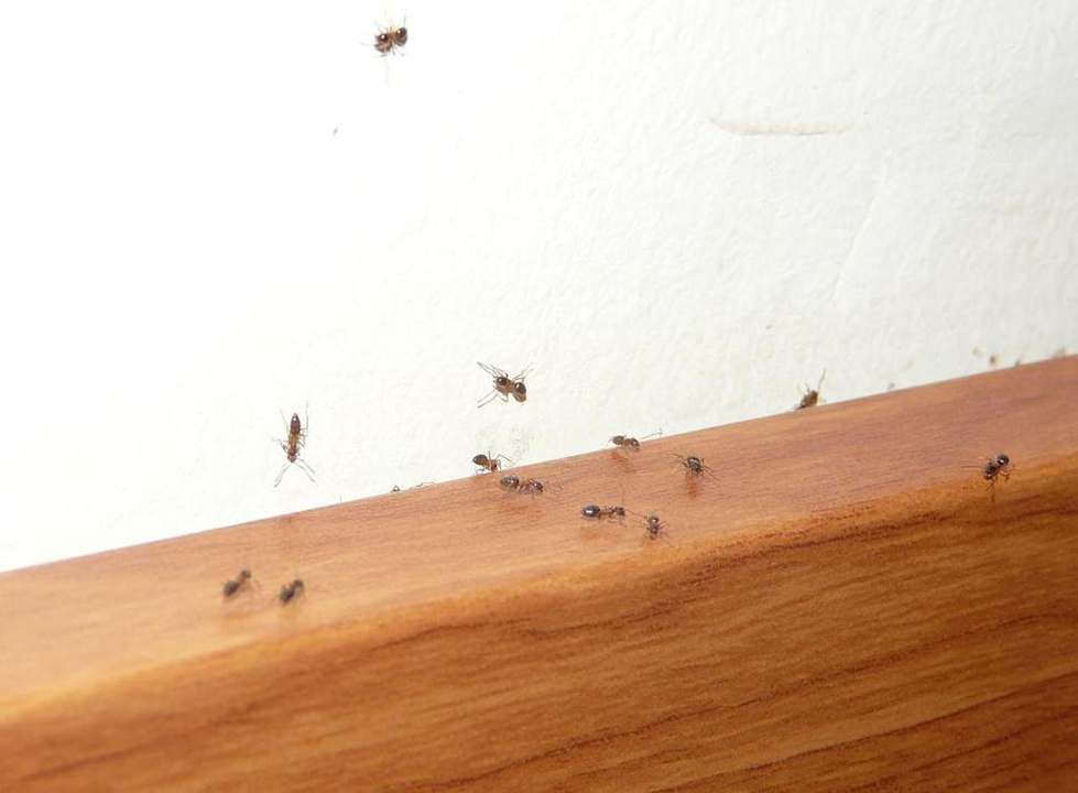 Ameisen Riviera Aqua Park Resort