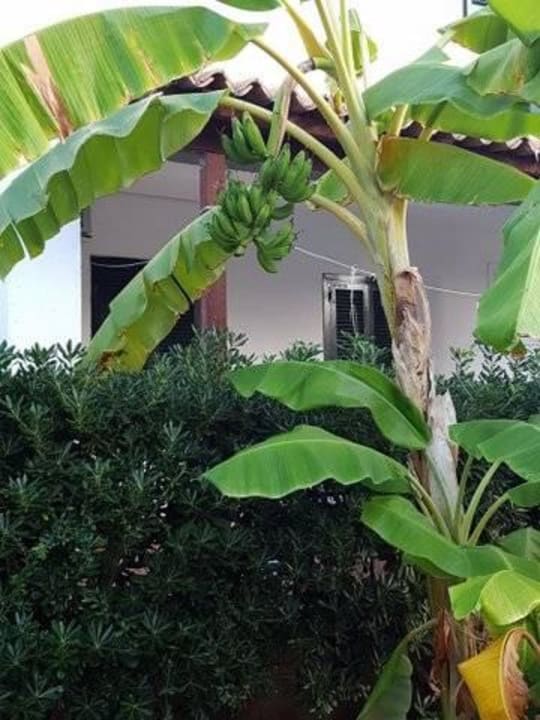 Bananen Hotel Residence Sciabache