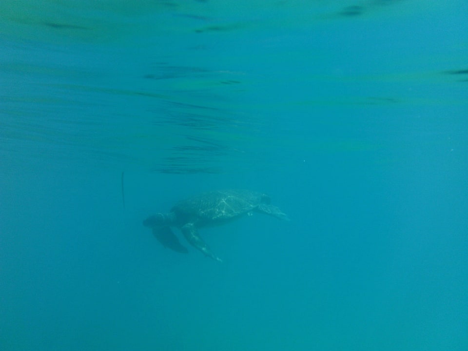 Riesige Schildkröte in Strandnähe La Finca Marina