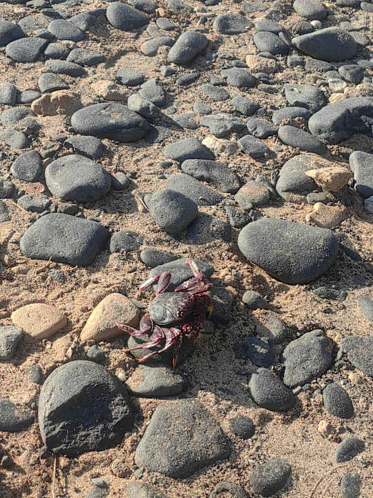 Strand allsun App.-Hotel Barlovento