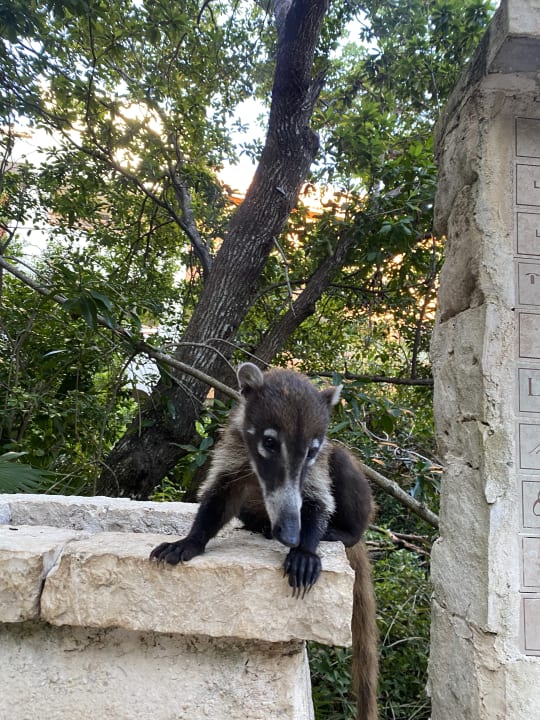 Sonstiges Catalonia Royal Tulum Beach & Spa Resort - Adults only