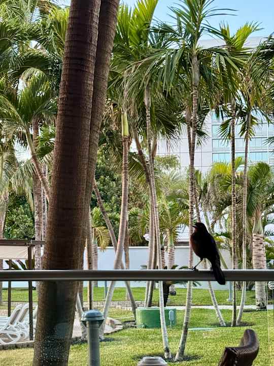 Gartenanlage Hotel Riu Plaza Miami Beach