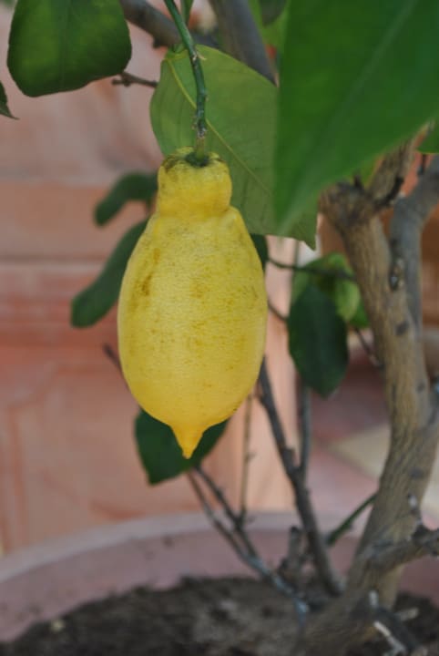 Zitronenbaum auf der Terrasse Hotel Ländenhof
