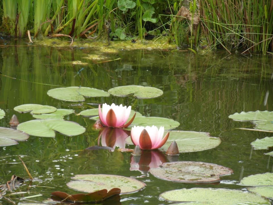 Teich Hotel Seerose Spreewaldhotel zum Krabat