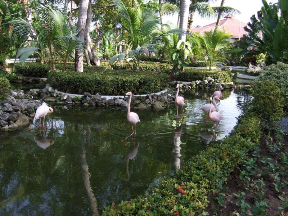 Teich Grand Palladium Select Bávaro Resort & Spa