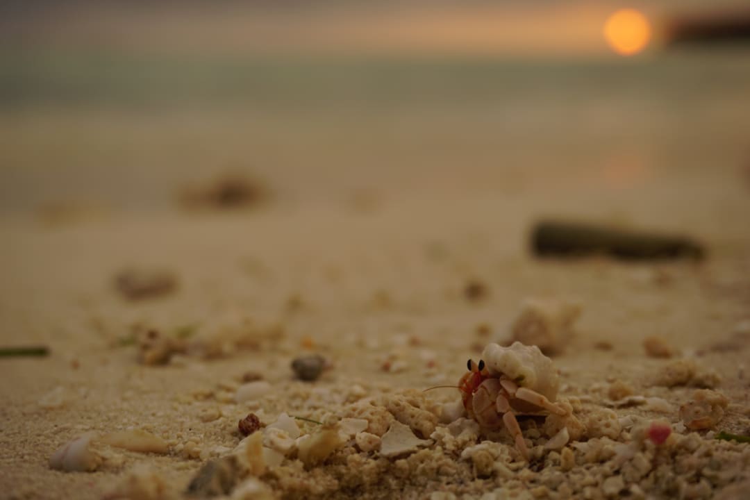 Strand Vilamendhoo Island Resort & Spa