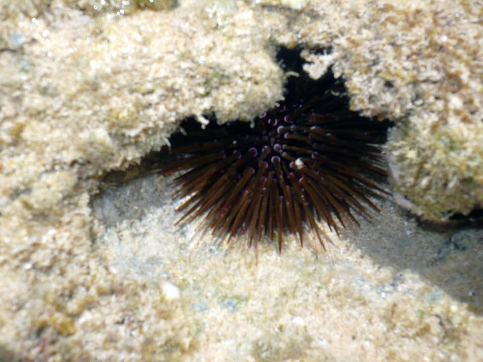Seeigel - bei Ebbe zu sehen Makadi Palace