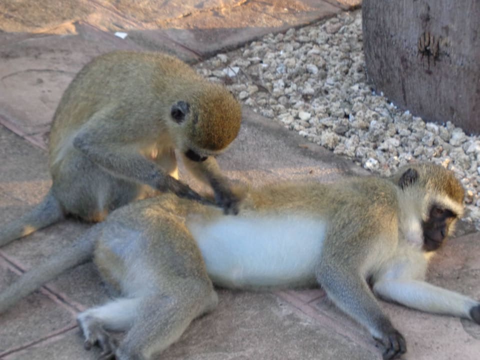 Glückliches Paar Hotel Southern Palms Beach Resort