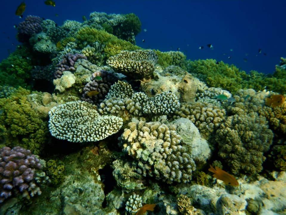 Sport & Freizeit Shams Alam Beach Resort