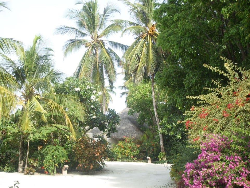 Inselvegetation Sheraton Maldives Full Moon Resort & Spa