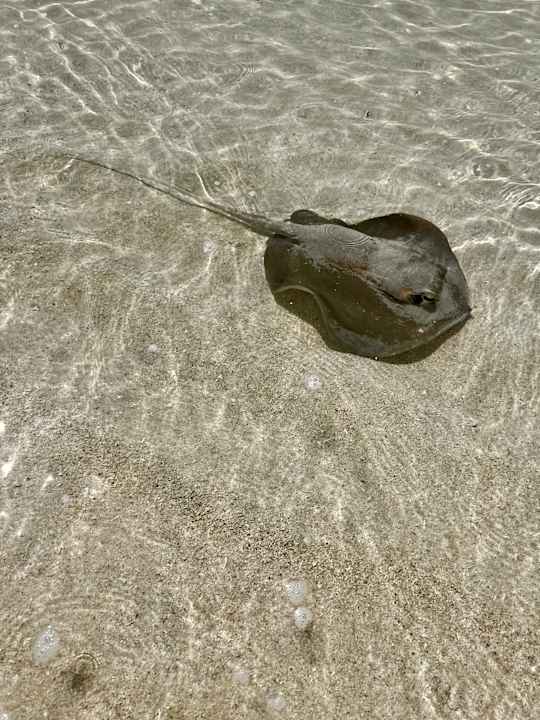 Strand Jawakara Islands Maldives