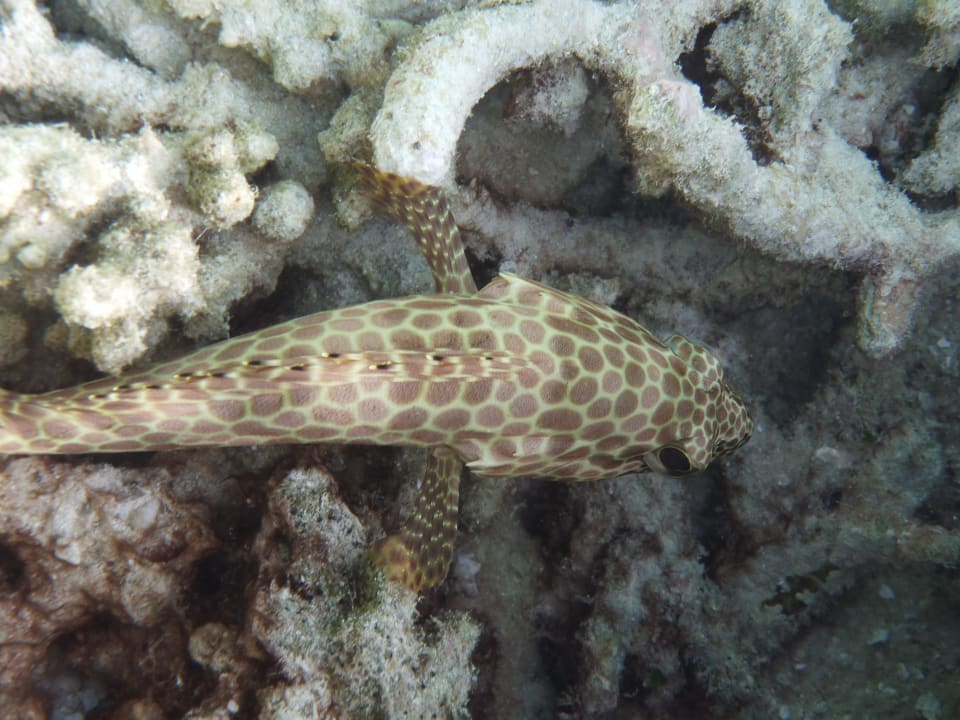 Schnorcheln am Hausriff ananea Diamonds Athuruga