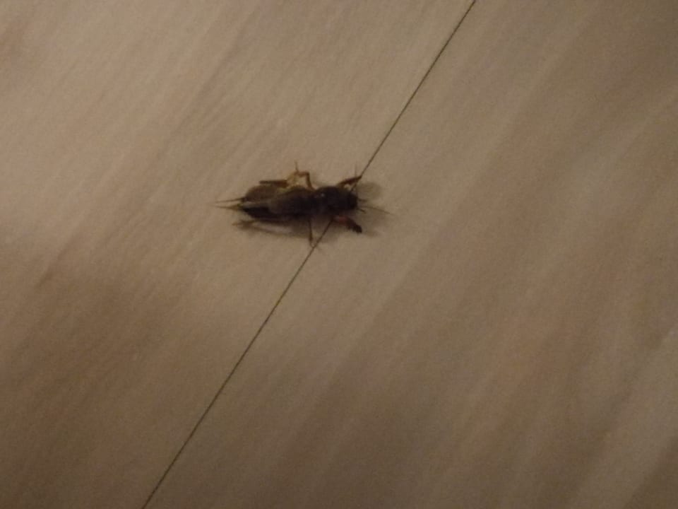 Zimmer Hotel Vincci Costa Golf