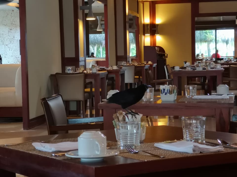 Gastro Grand Palladium Select Bávaro Resort & Spa