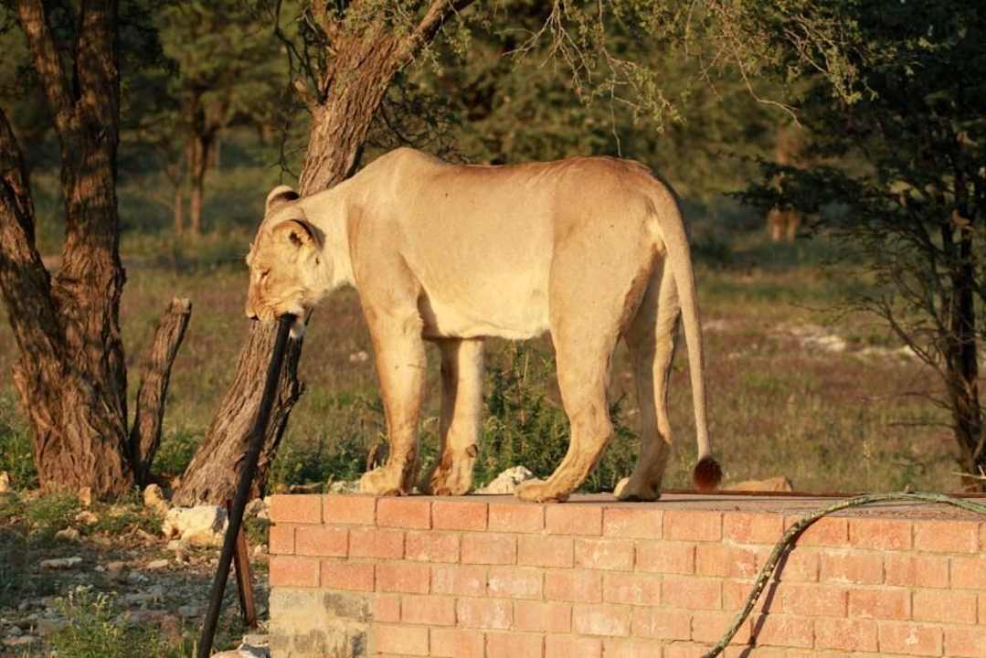 Auch kein Wasser Ta Shebube Rooiputs Lodge