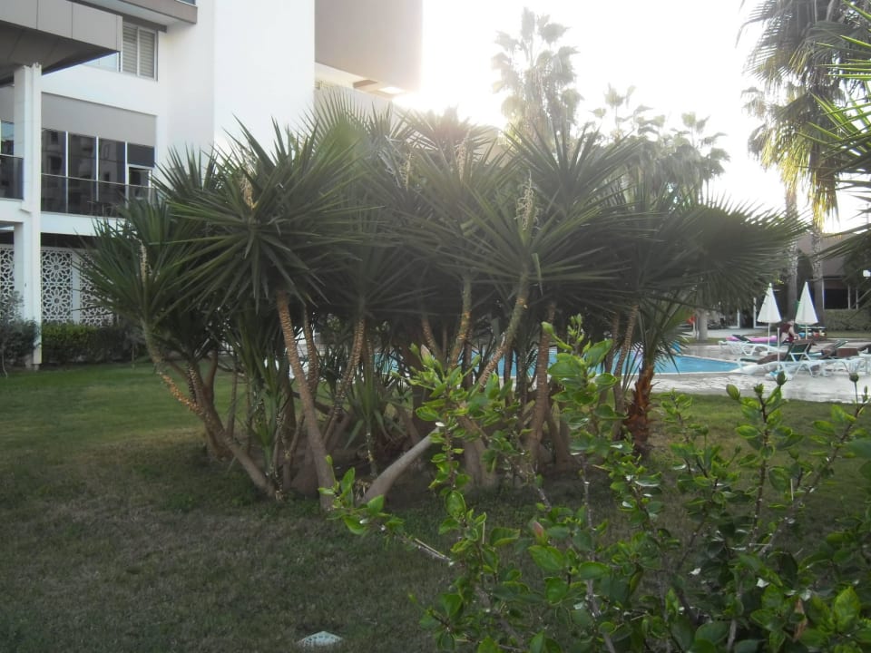 Palmen Hotel Royal Garden Beach