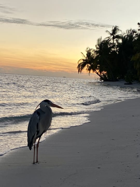 Strand Vilamendhoo Island Resort & Spa