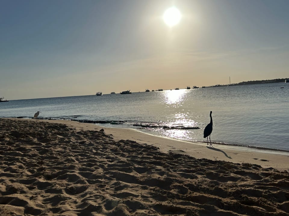 Strand SUNRISE Royal Makadi Resort