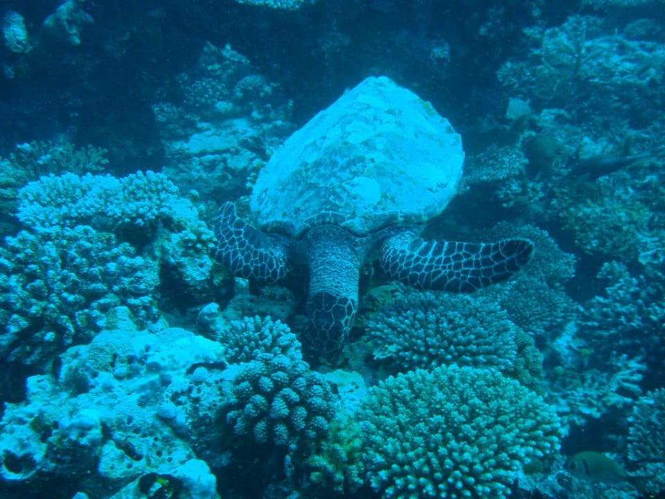 Schildkröten ohne Ende Eri Maldives
