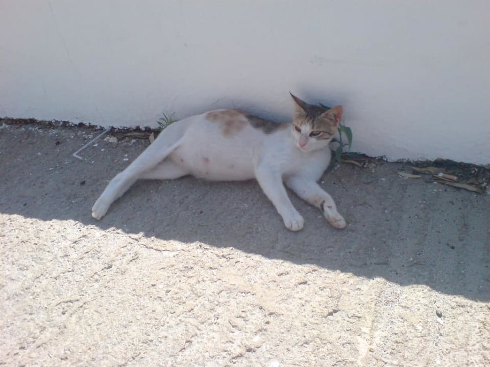 Katze Lagas Aegean Village