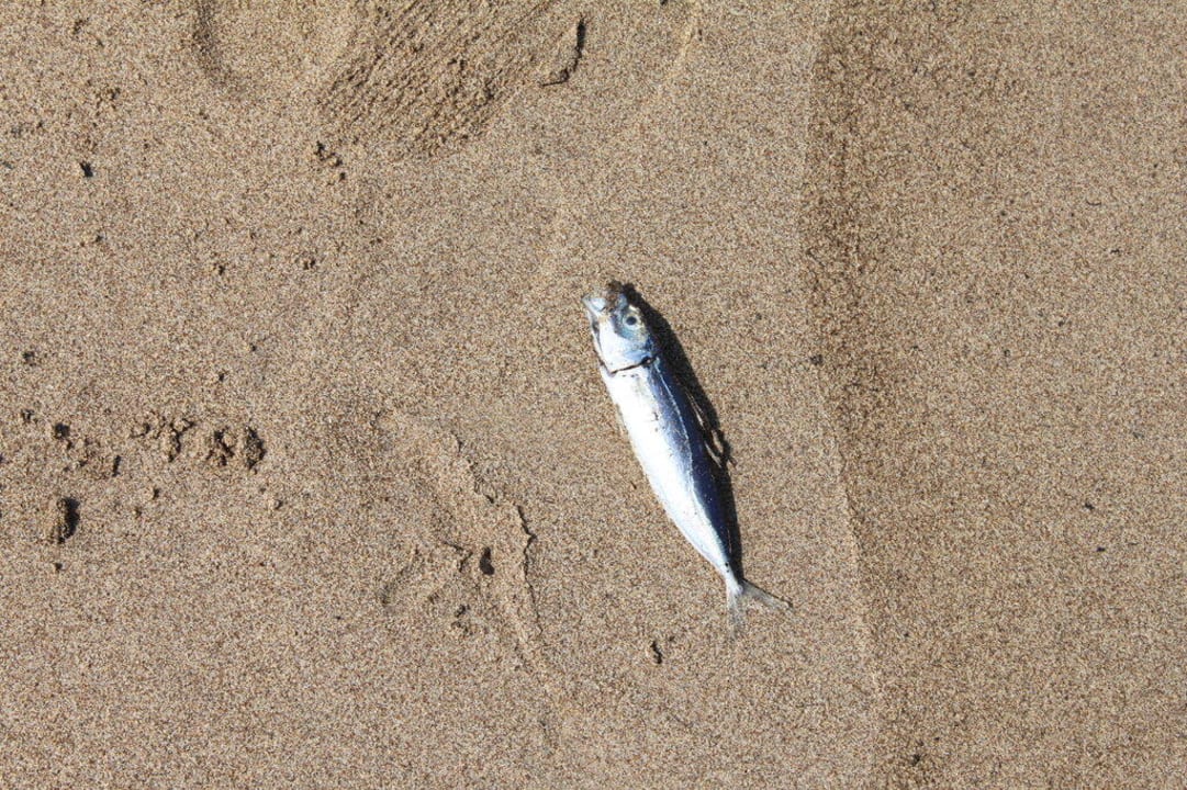 Auch Fische sterben dabei Hotel Le Meridien Al Aqah Beach Resort