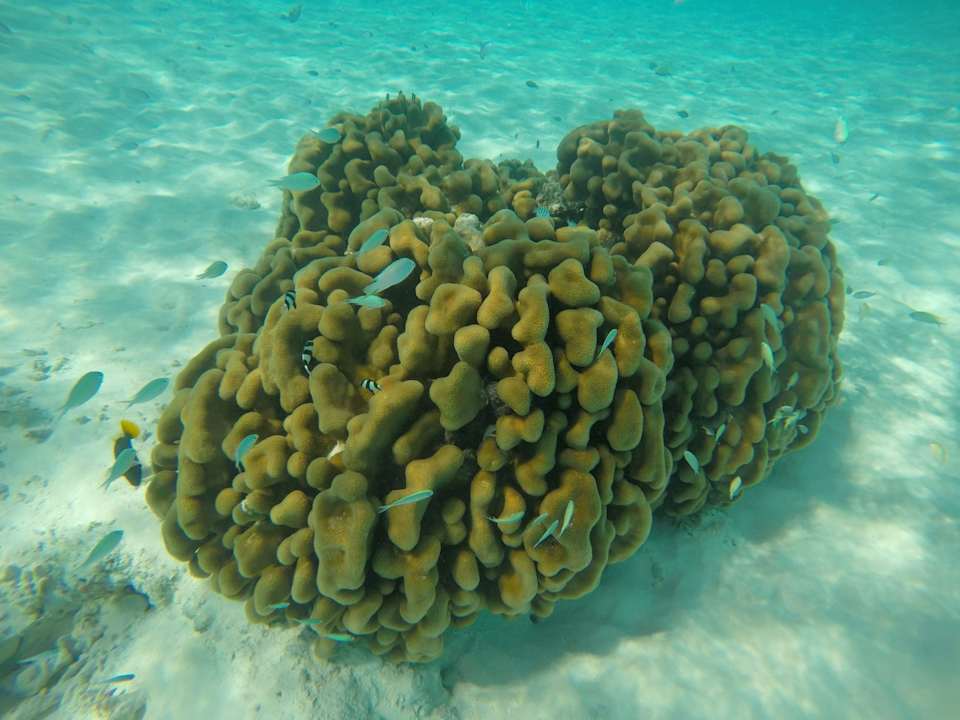 Sonstiges Hotel Riu Palace Maldivas