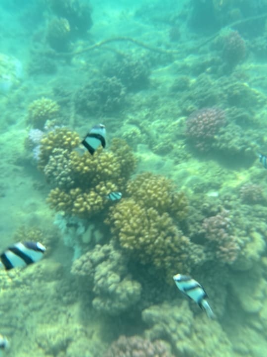 Sport & Freizeit Shams Safaga Resort