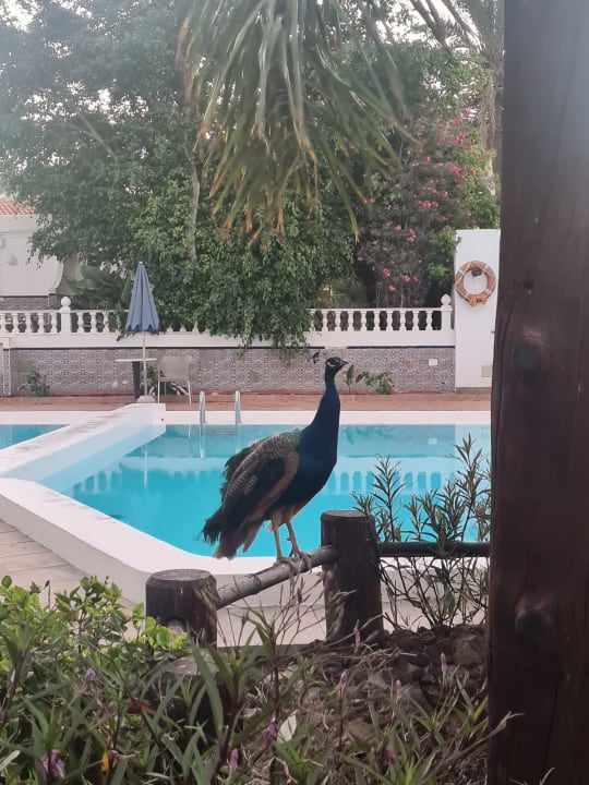 Pool HL Miraflor Suites Hotel