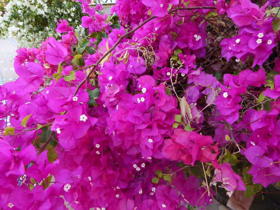 Gartenanlage Steigenberger Coraya Beach - Adults only