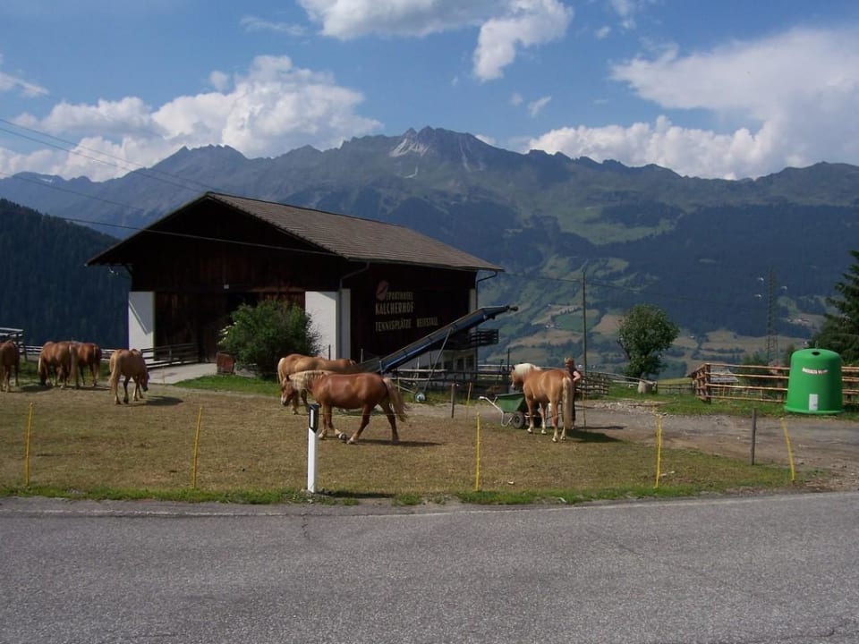 Unsere Haflingerpferde Sporthotel Kalcherhof