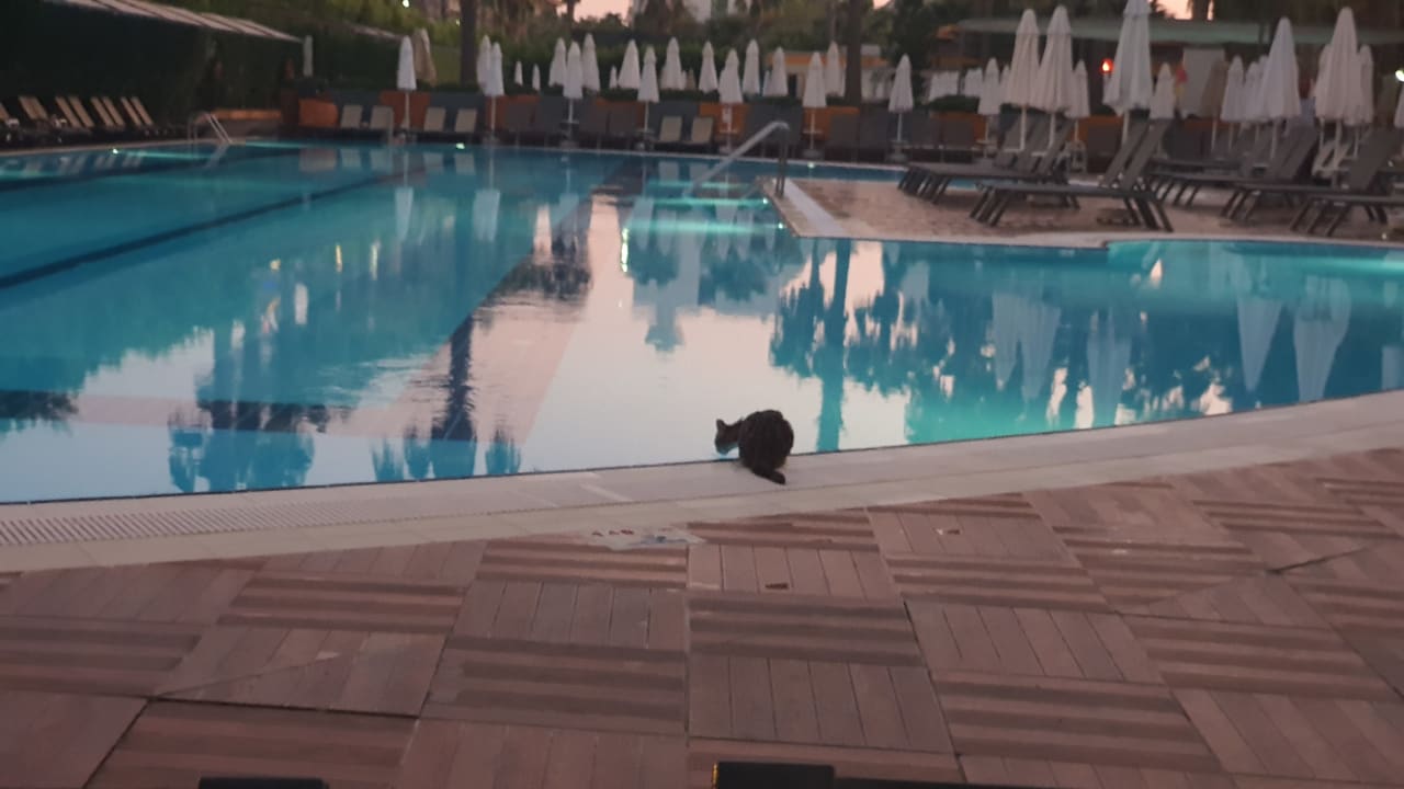 Pool Hane Family Resort