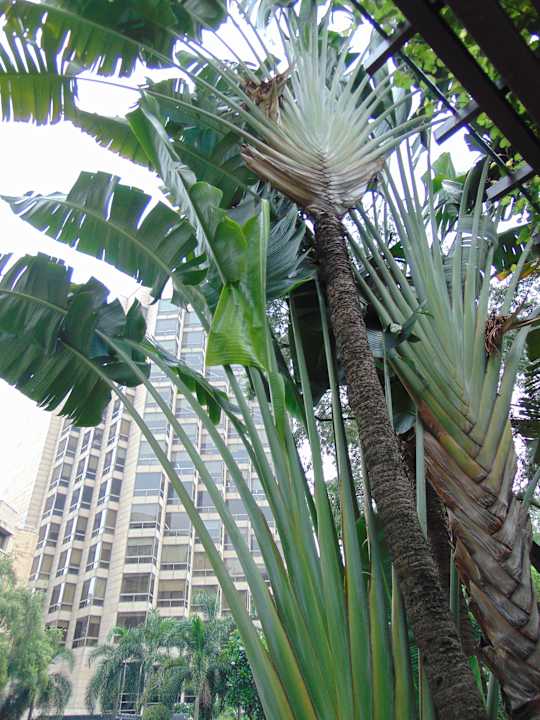 Gartenanlage Hotel Hyatt Regency Delhi