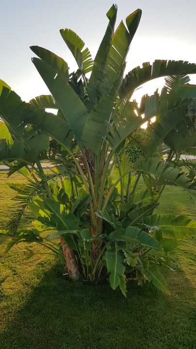 Gartenanlage SUNRISE Royal Makadi Resort