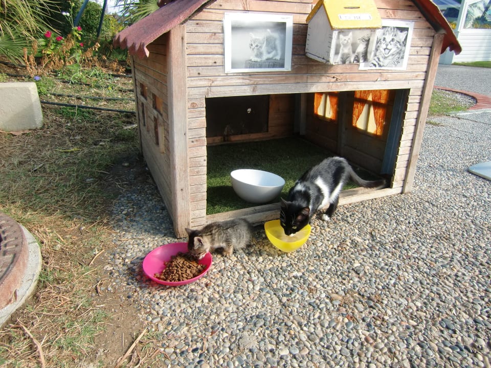 Katzencafé beim Hotel TUI BLUE Xanthe